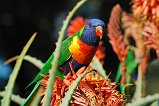 Rainbow Lorikeet 112